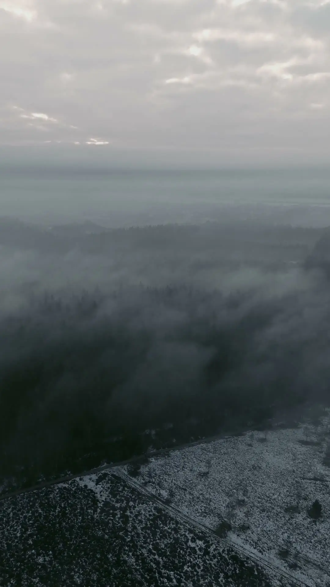 A still forest wrapped in drifting mist